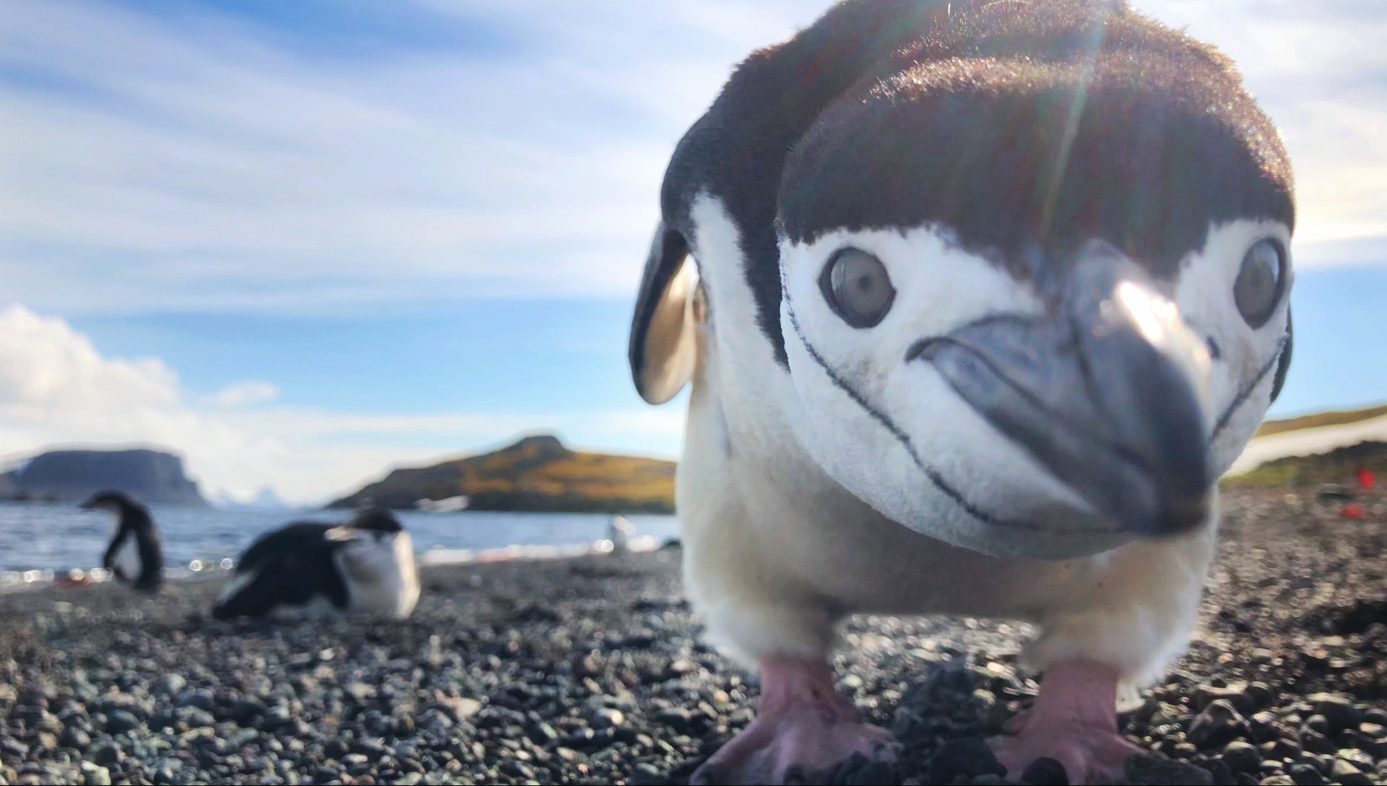 Curious Chinstrap Penguin