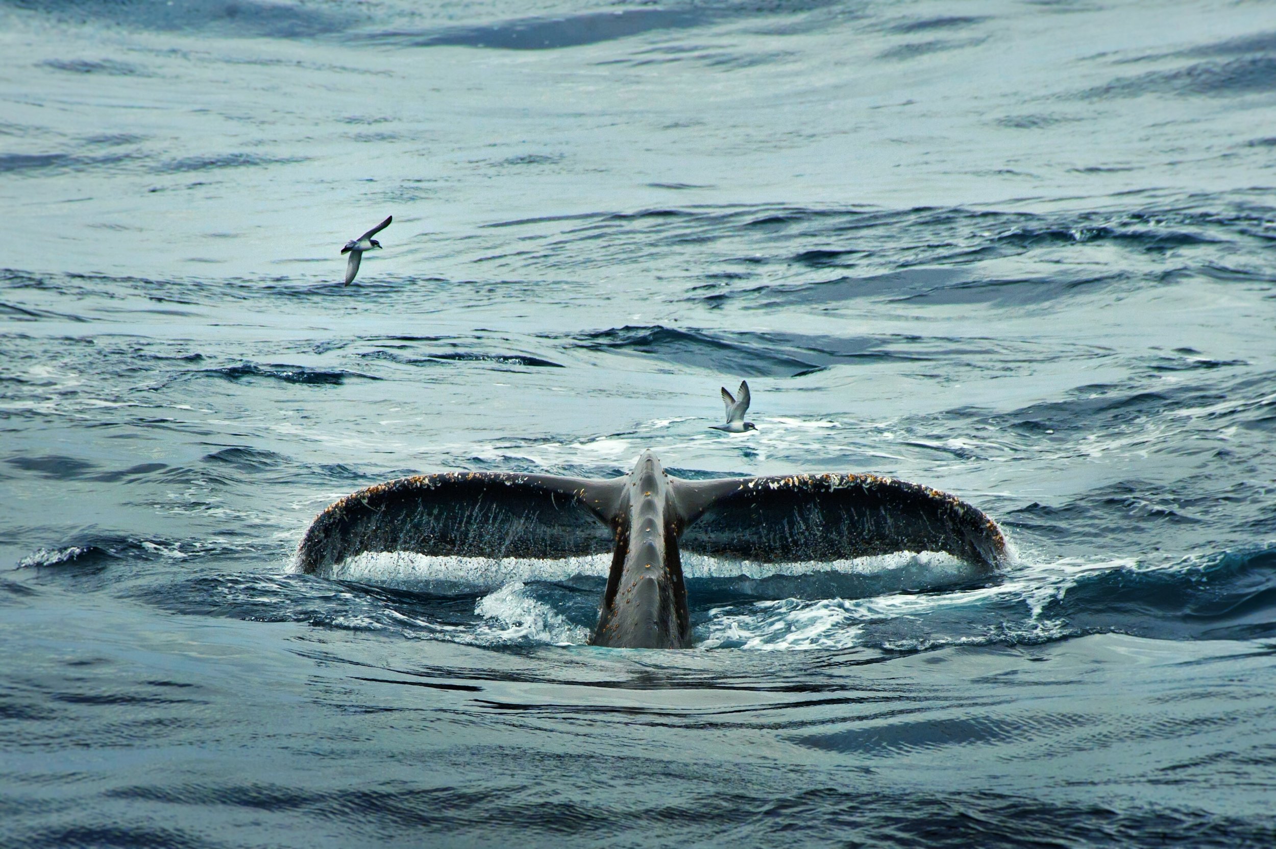 Down for a Dive
