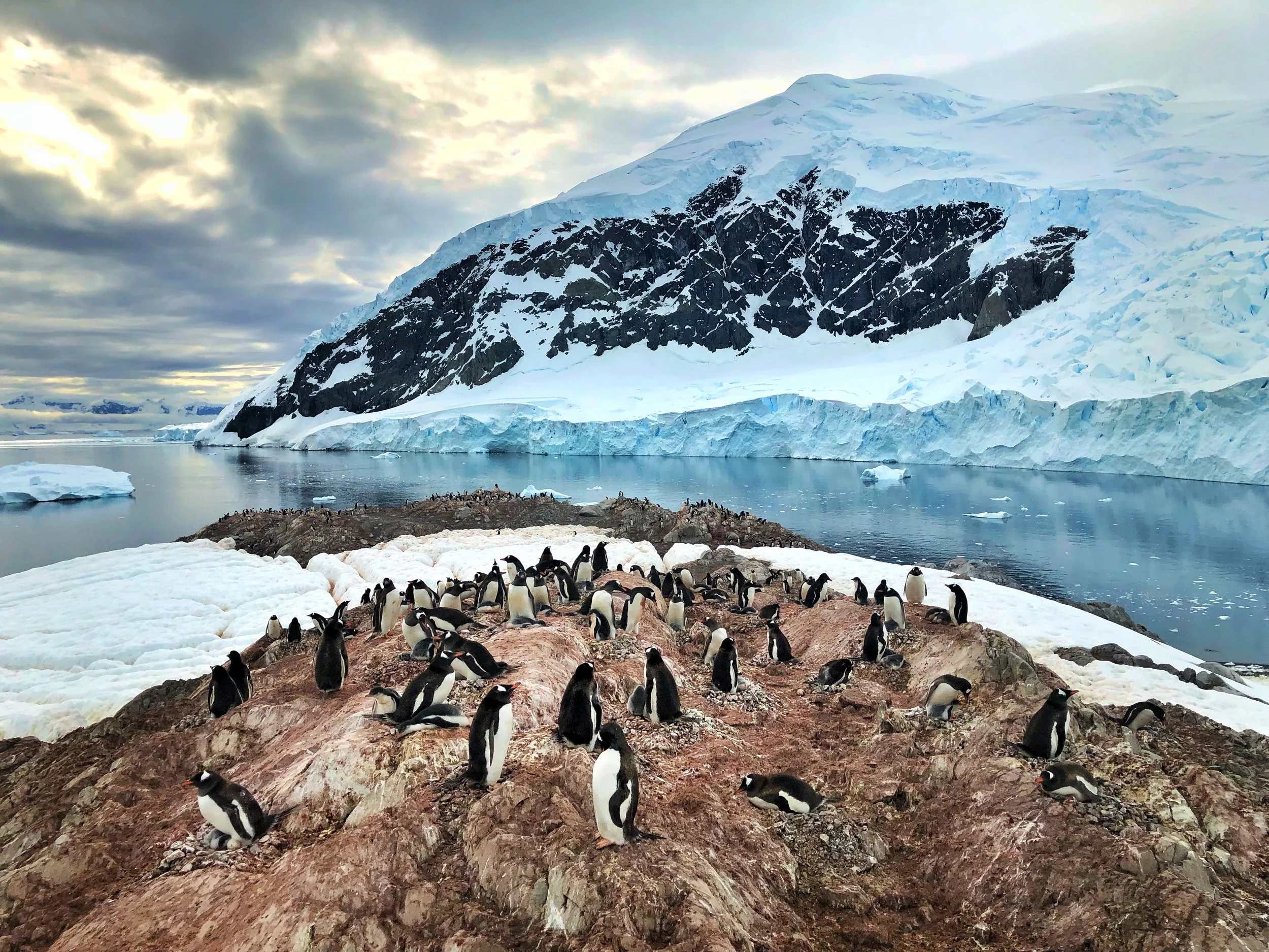 Antarctica, South Georgia &amp; The Southern Ocean  —&nbsp;January 2019