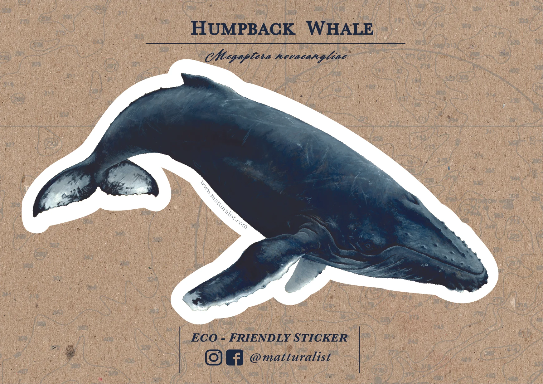 Humpback Sticker Backing_Humpback Front.jpg