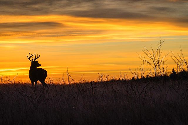 @haysaxey and I are on our way across the country, stopping at national parks and public lands whenever we can! We had this awesome morning in Shenandoah National Park, watching the sun rise among herds of rutting white-tail deer. So far I love shoot