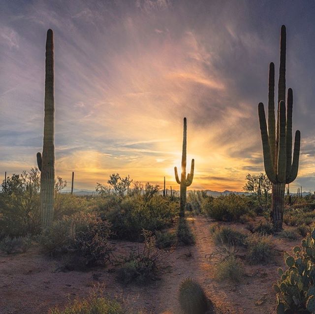 Spent the final few days of our trip among the towering saguaros of the Sonoran Desert. 🌵Grateful that we live in a country where these wilderness areas are preserved, and that (historically...) we&rsquo;ve had leadership that cares about protecting