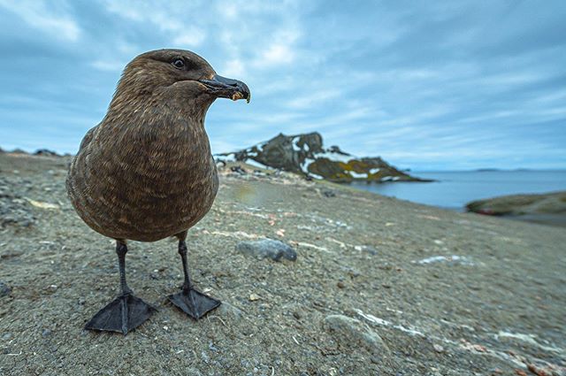 Back in the Antarctic for another two months of nonstop adventure! As always, I&rsquo;m so excited to spend some quality time with the locals. I&rsquo;m always so impressed with the fearlessness of the wildlife in these parts; this skua took a few go