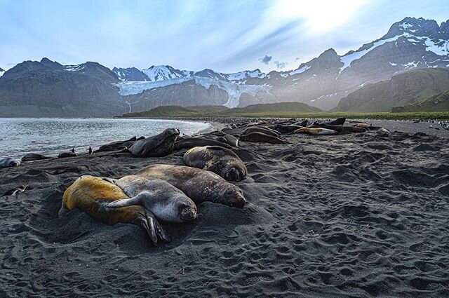 These seals look how I feel. It&rsquo;s been an action-packed month in the Antarctic, and I&rsquo;m only now getting the chance to go through some photos! Expect more updates soon... Now the peak of the austral summer, southern elephant seals gather 