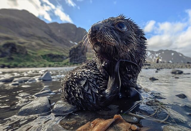 Fur seals talk a big game, but they&rsquo;re all bark and no bite (well, most of the time...)! Under a feisty exterior is a curious and gentle little fuzzball. This little guy probably isn&rsquo;t more than a month old, but already spends more time o