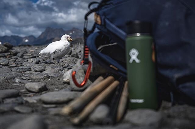 Nothing is safe when these guys are around... Meet the snowy sheathbill, one of the Antarctic&rsquo;s lesser-known residents but maybe one of the most entertaining birds to watch! Sheathbills are always on the move, ready to eat anything (and I mean 