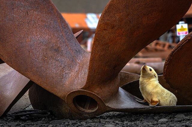 This scene really touched me. In all the devastation going on around us today, here&rsquo;s a small story of hope from an unlikely place. Not long ago, these propellers drove factory whaling ships across oceans, enabling one of the darkest periods of