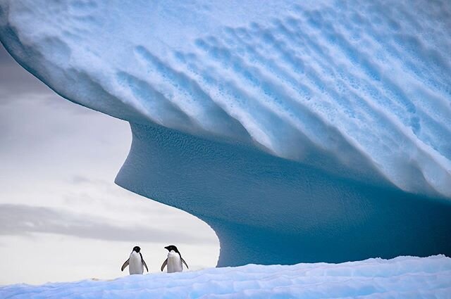 A couple of Adelie penguins drift by on an iceberg in Marguerite Bay, Antarctica. This was further south than I&rsquo;d ever been in the Antarctic (67&deg;S, just beneath the polar circle), and the sense of isolation here is extraordinary. A few mome