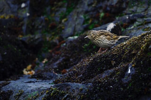 Not your typical photo from the Antarctic, but a great story. This minuscule bird is a South Georgia Pipit, and it&rsquo;s the southernmost songbird in the world. Confined to a tiny collection of islands over 800 miles away from the nearest land, the