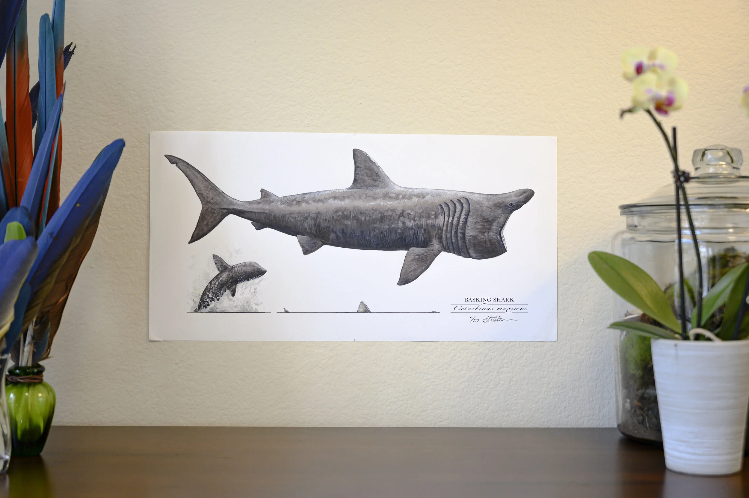 Basking Shark [Original]