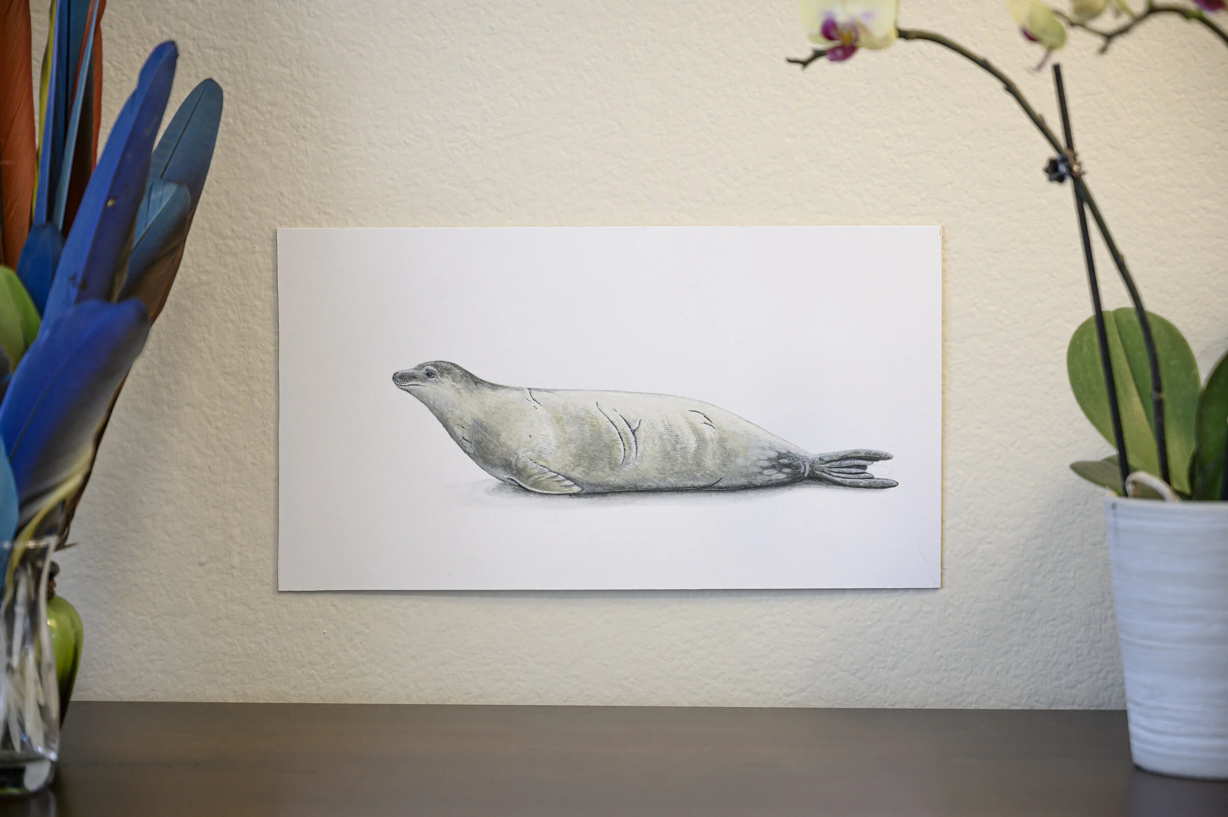 Crabeater Seal [Original]