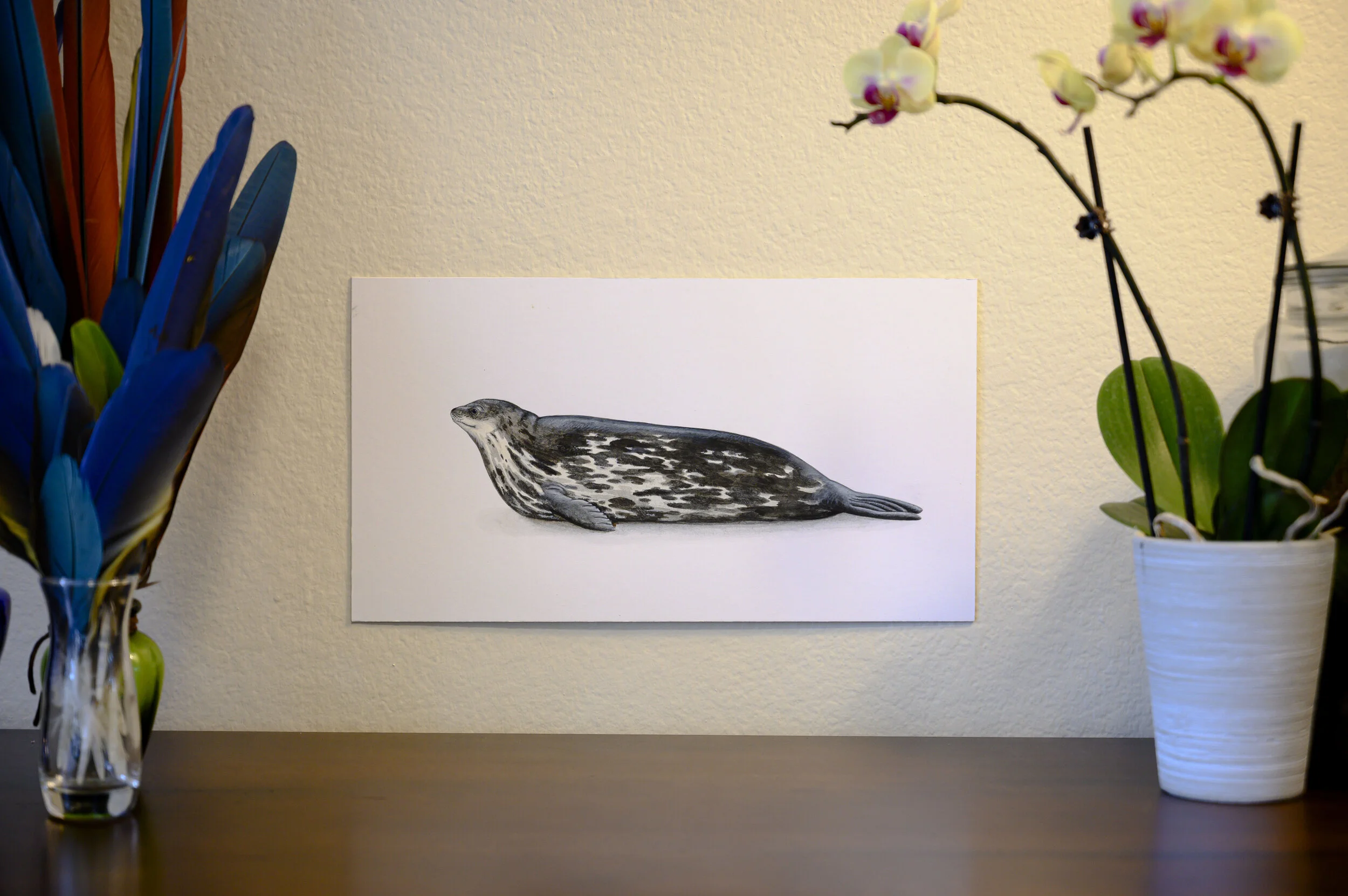 Weddell Seal [Original]