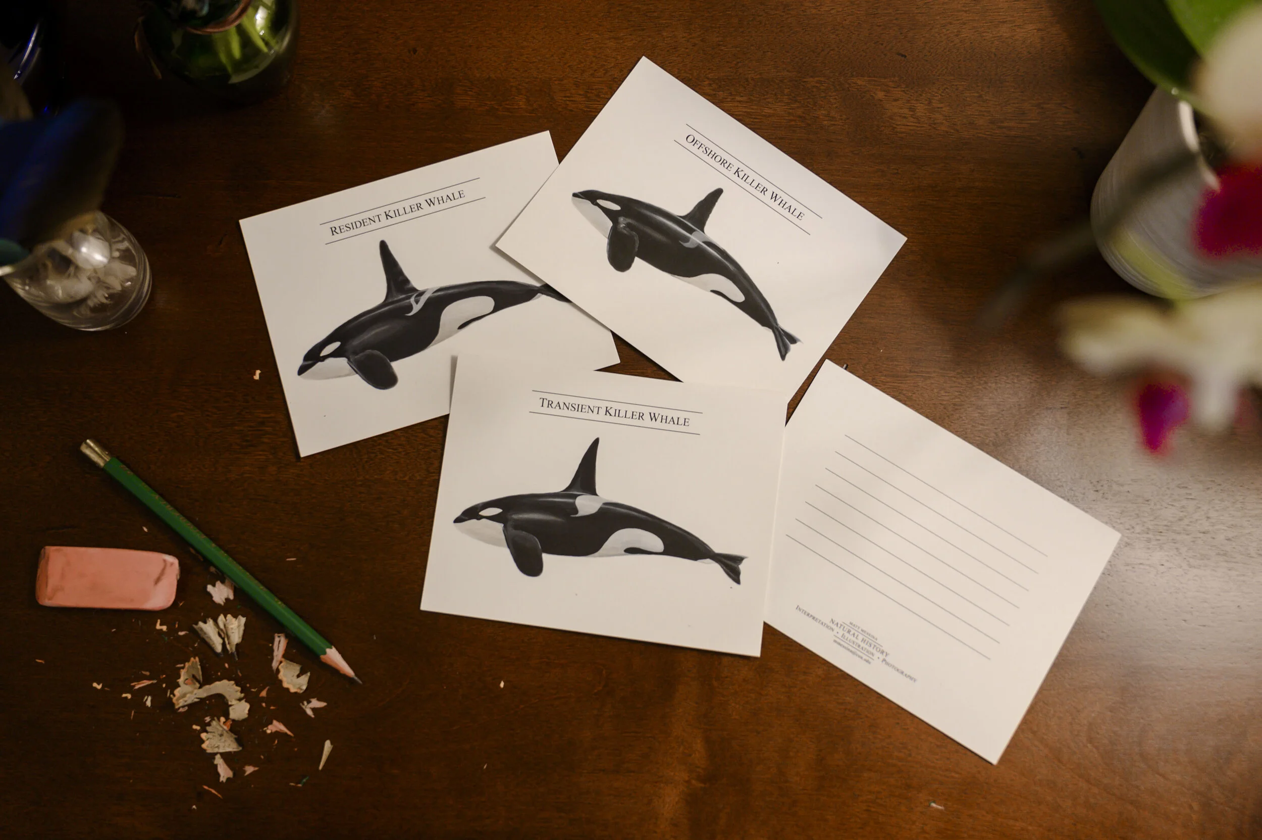 Orca Ecotypes [Notecards]