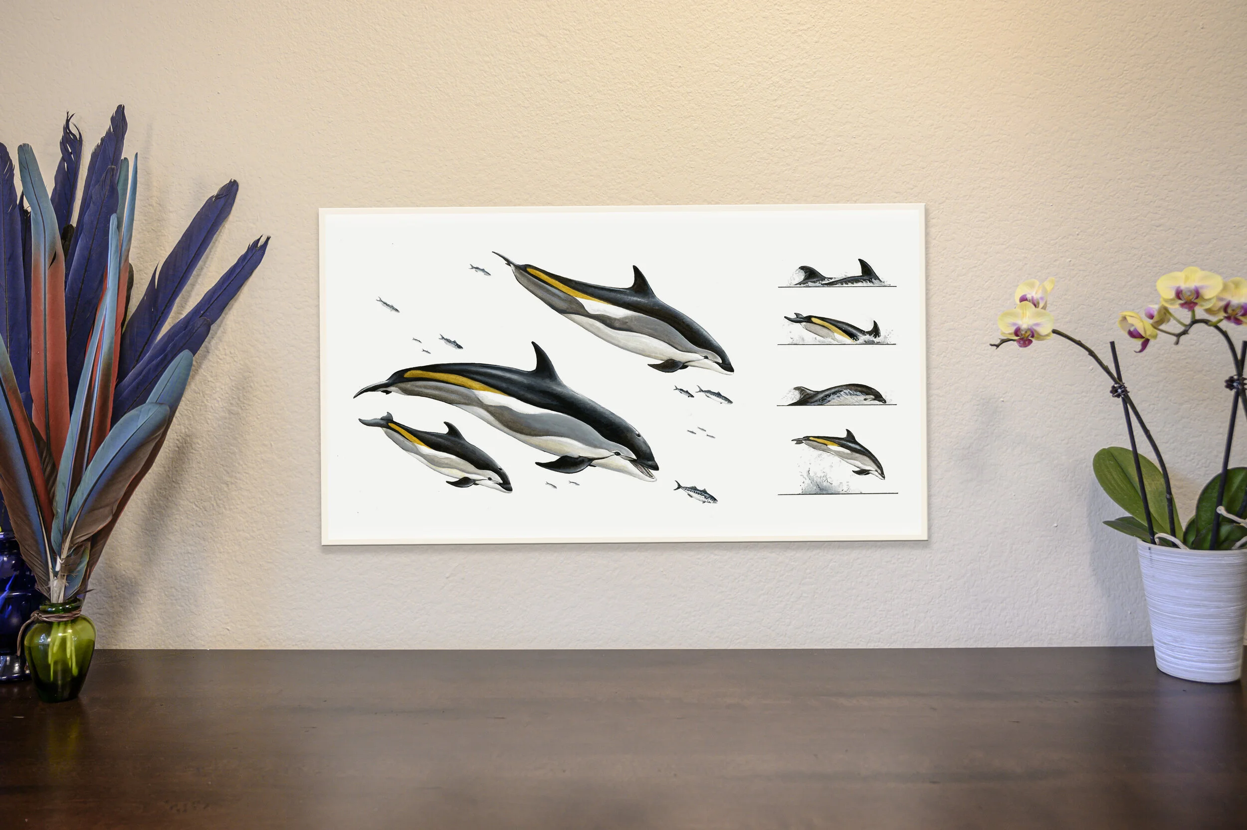 Atlantic White-Sided Dolphins [Original]