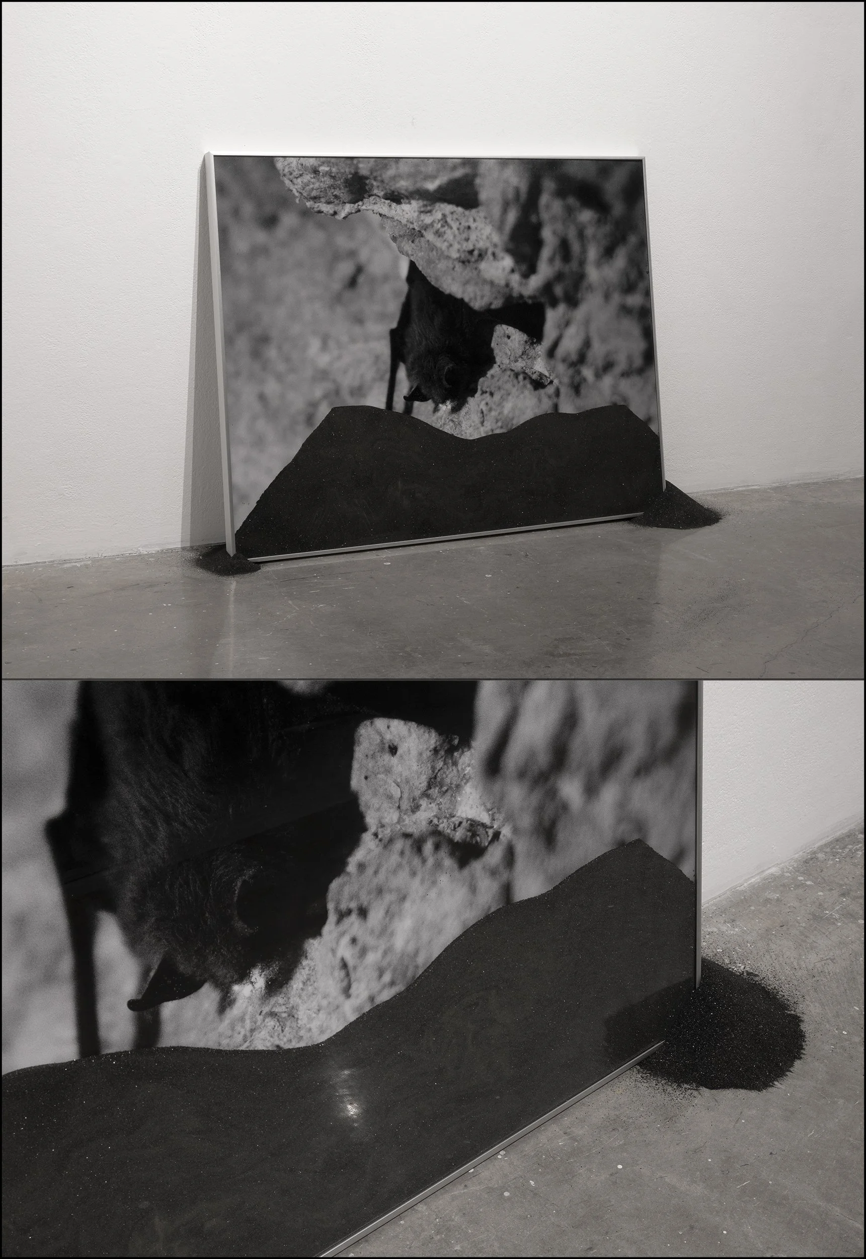 06_White-Nose Syndrome.jpg