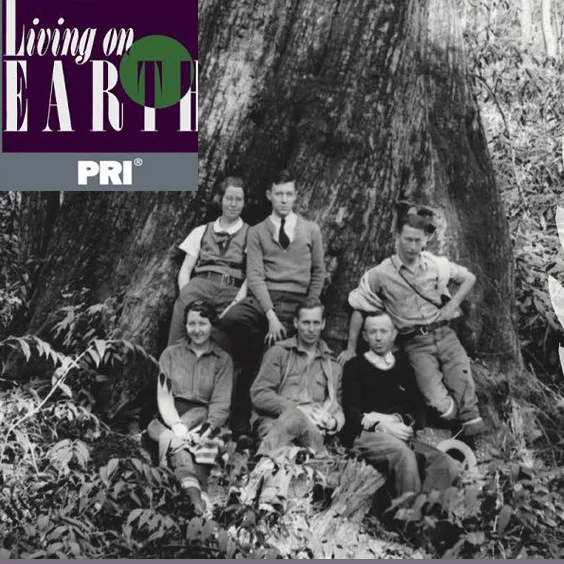 American Chestnut 2 landing page.jpg