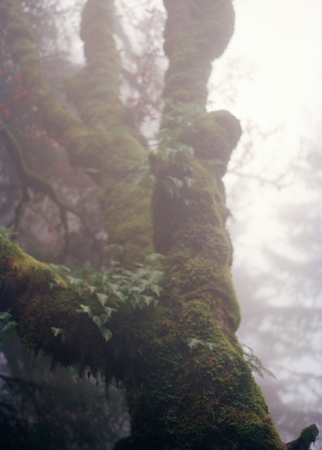 4_17 - corvallis fog tree cu-cropMCKONE.jpg