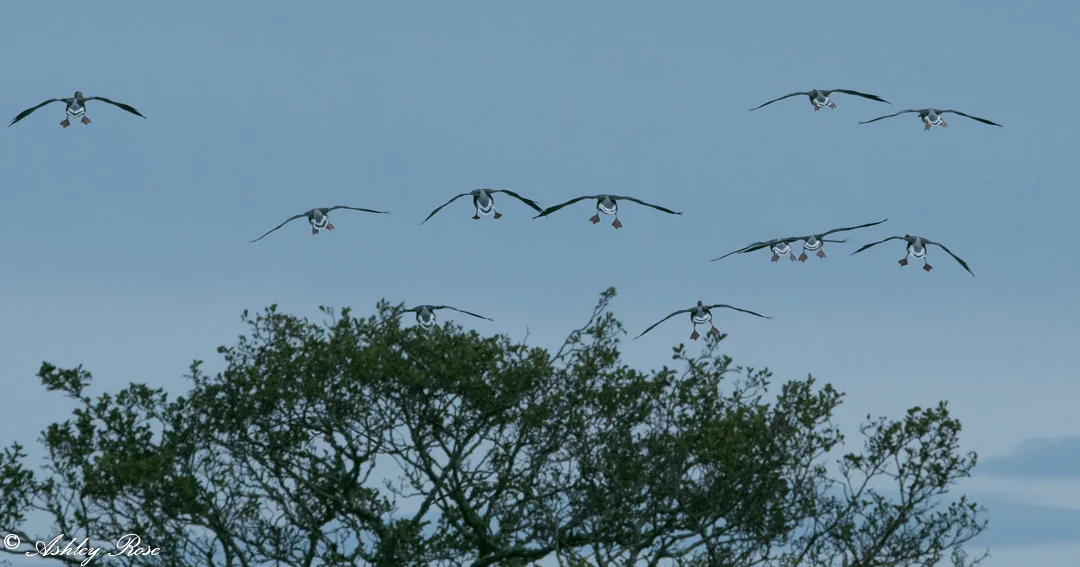 Gear Down, Flaps Down Greylag Geese Loch FLeet.jpg