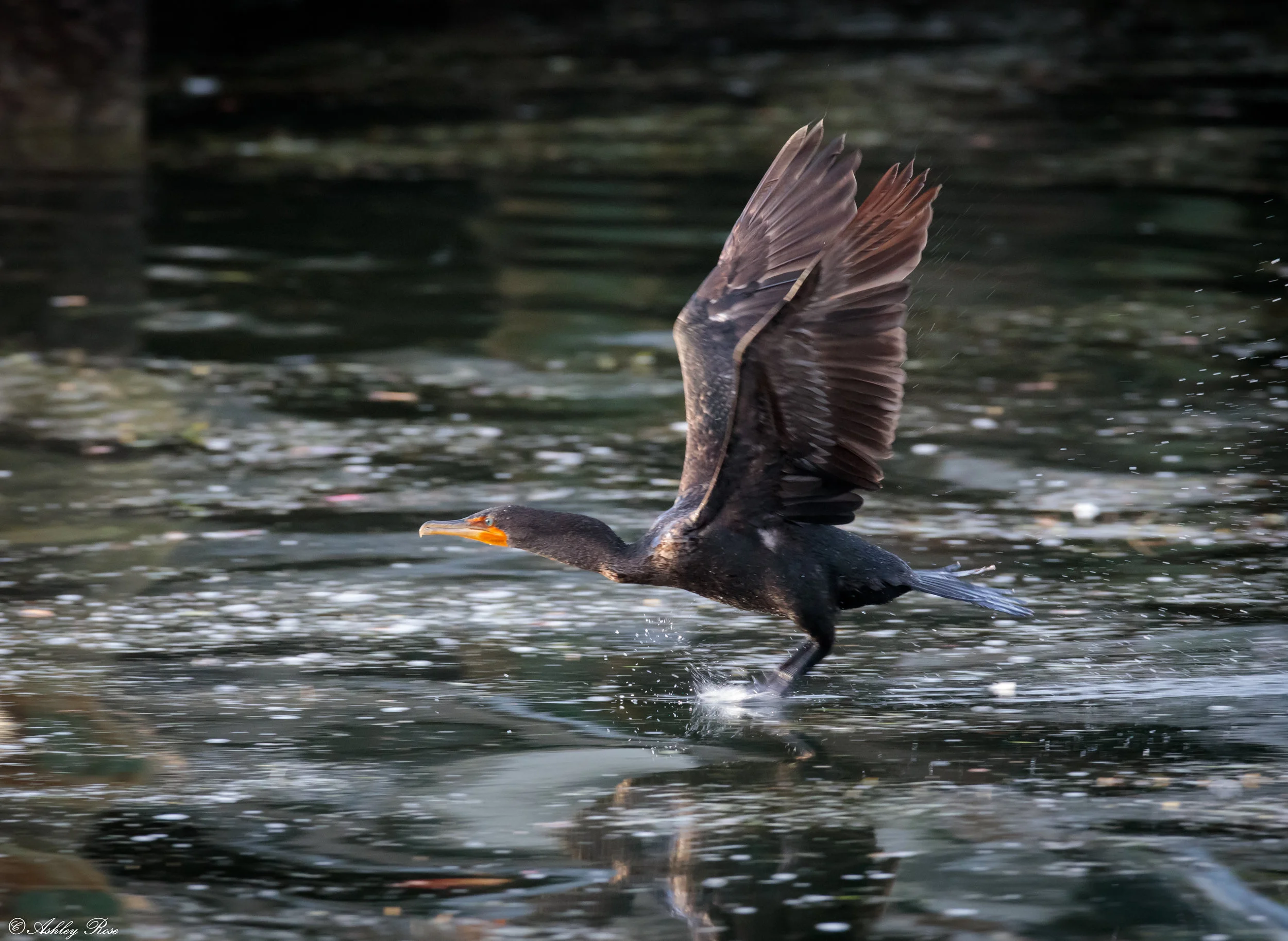 Double Crested Cormorant-2618.jpg