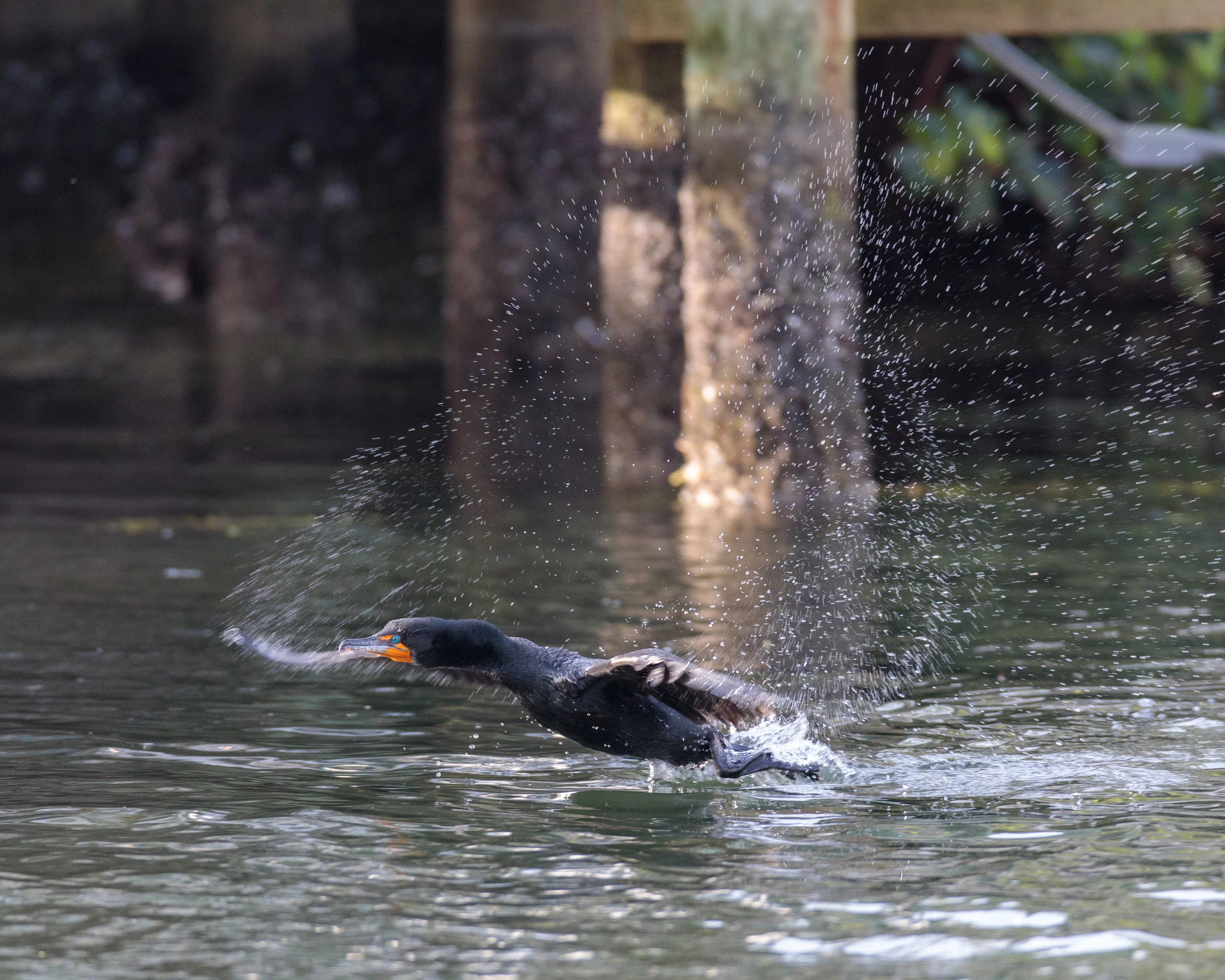Double Crested Cormorant-2641.jpg