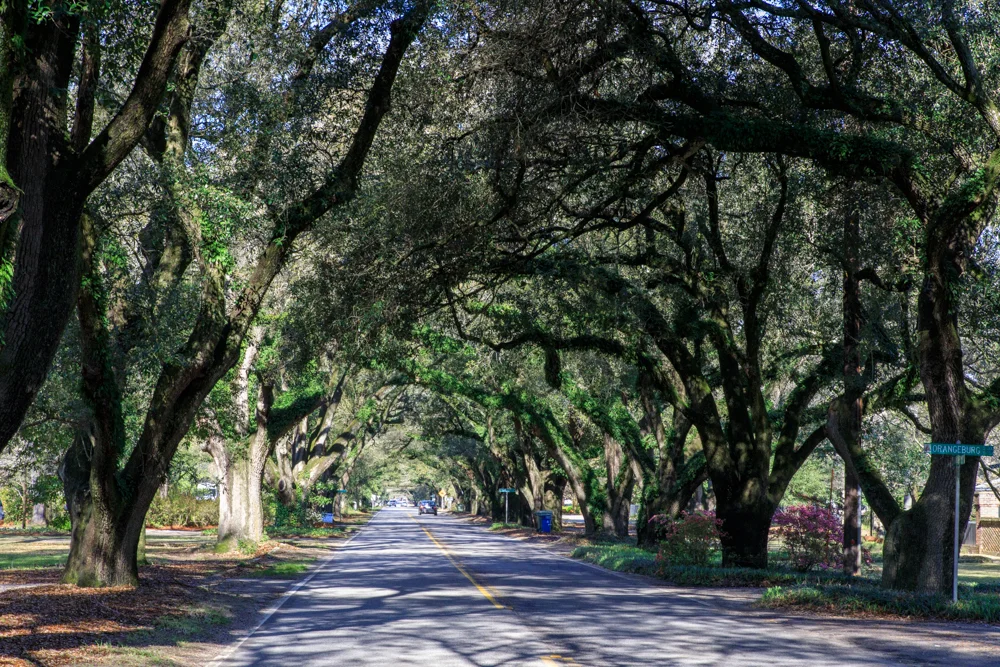 A very brisk paced 5 minutes further East on South Boundary Street brings me to the bower of majestic old oak trees, one of the most iconic settings in historic downtown Aiken.