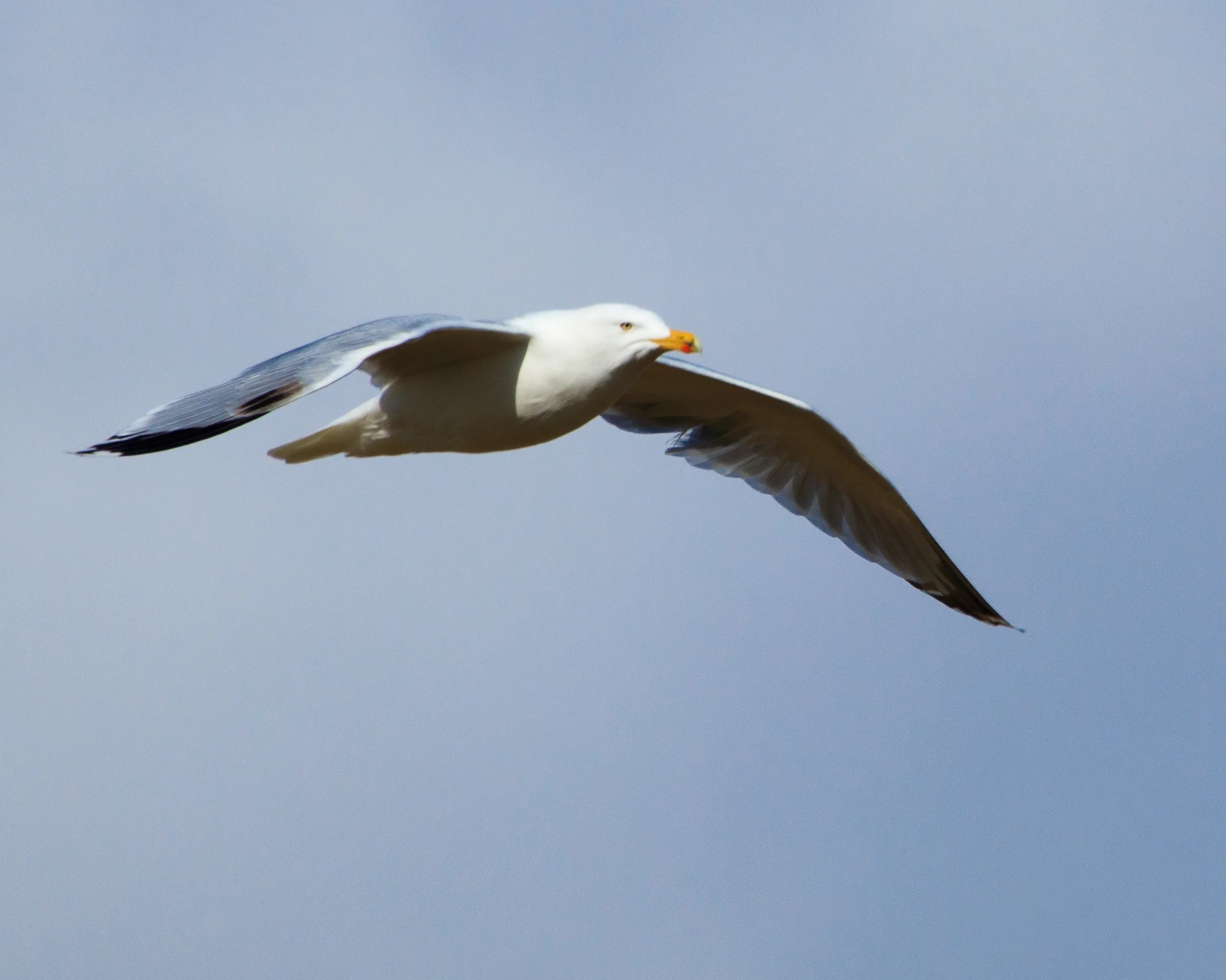 Herring Gull_Coul_31Mar18-5275.jpg