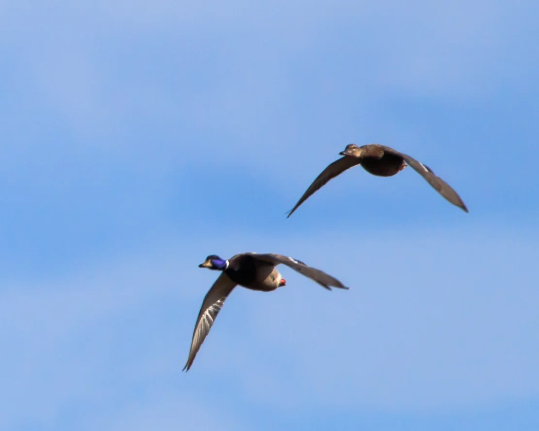 Mallard_Coul_31Mar18-5247.jpg