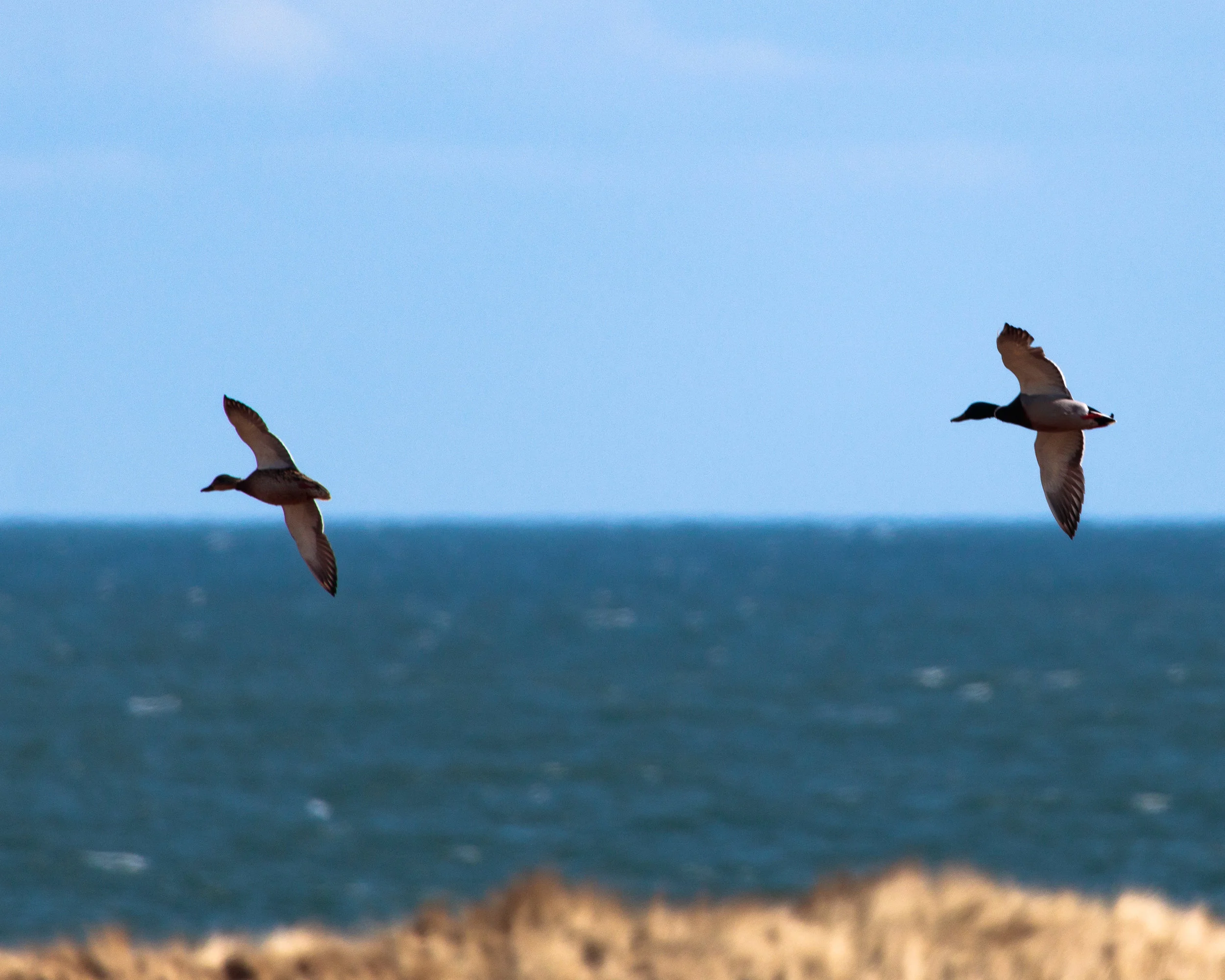 Mallard_Coul_31Mar18-5258.jpg