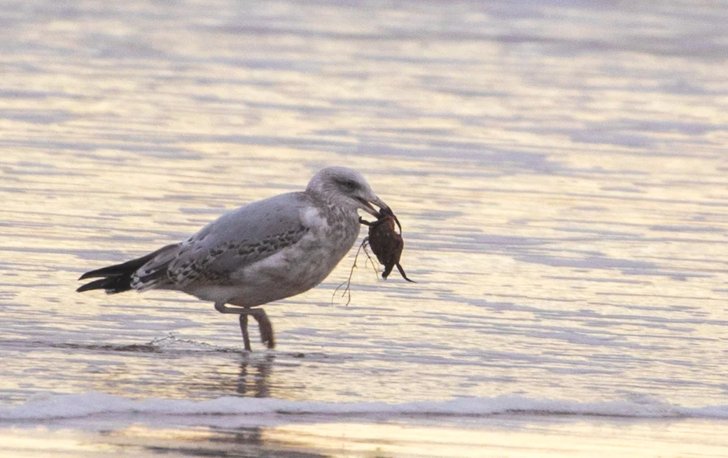 Common Gull-072A0493.jpg