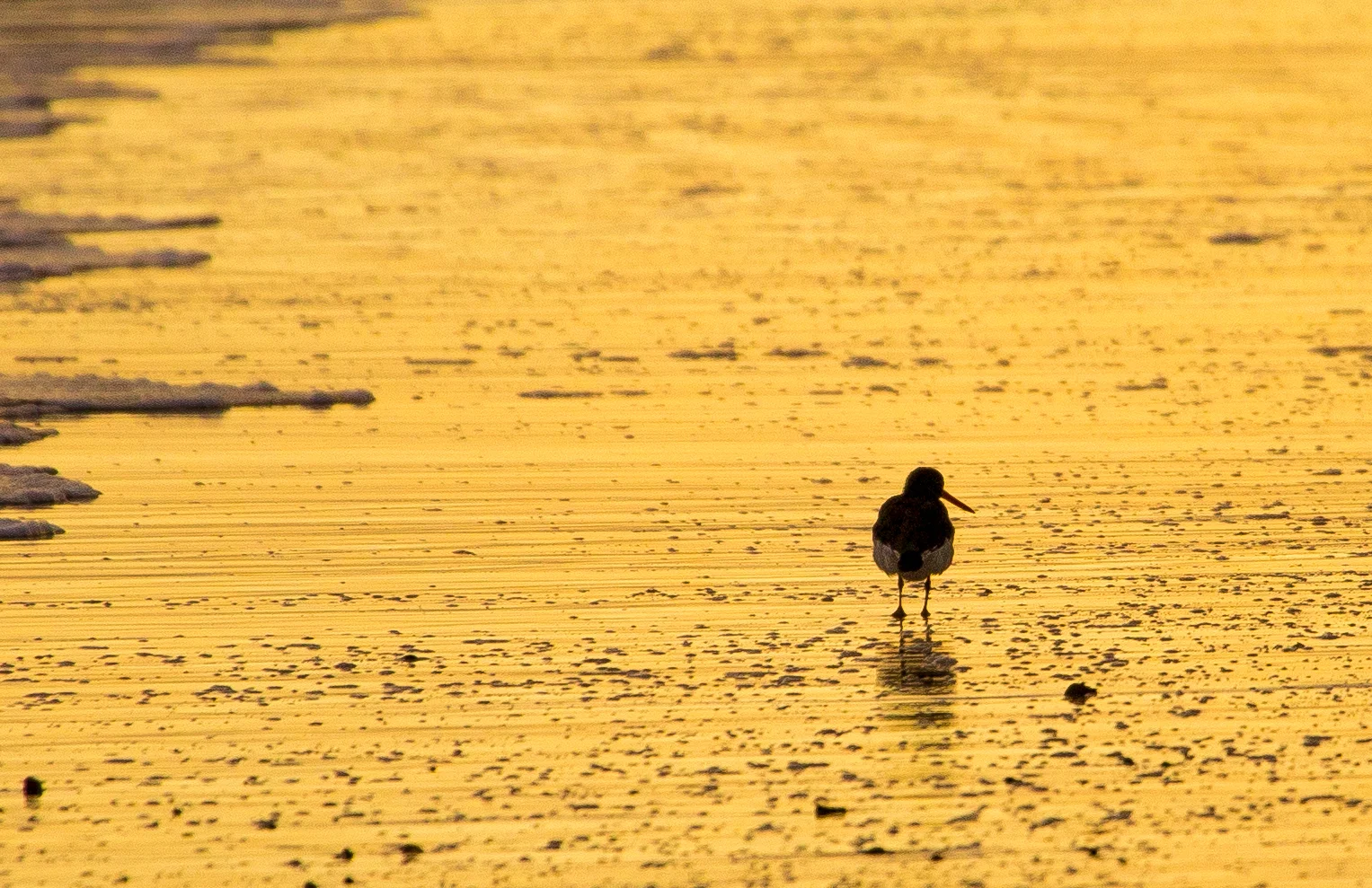 Oystercatcher-072A0445.jpg