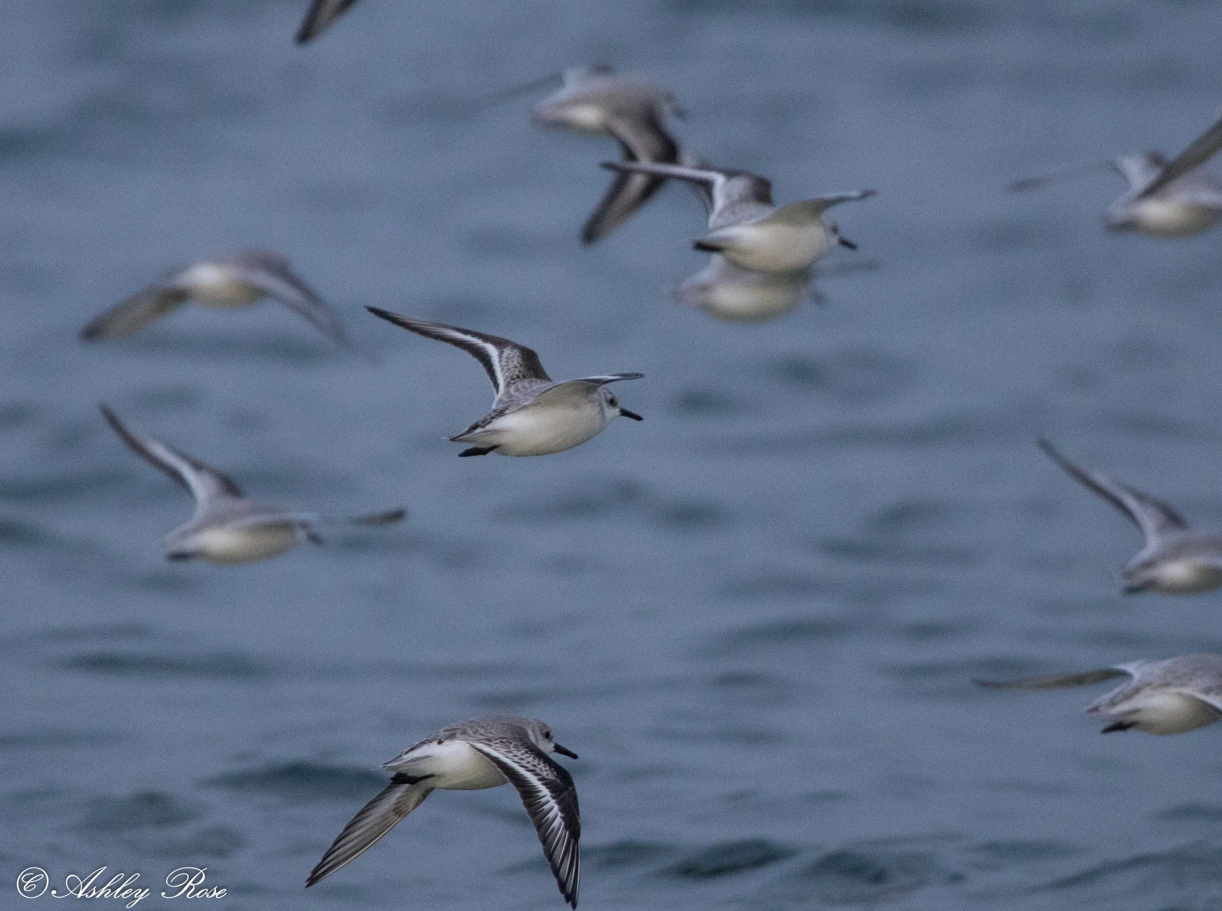 Sanderlings-0951.jpg