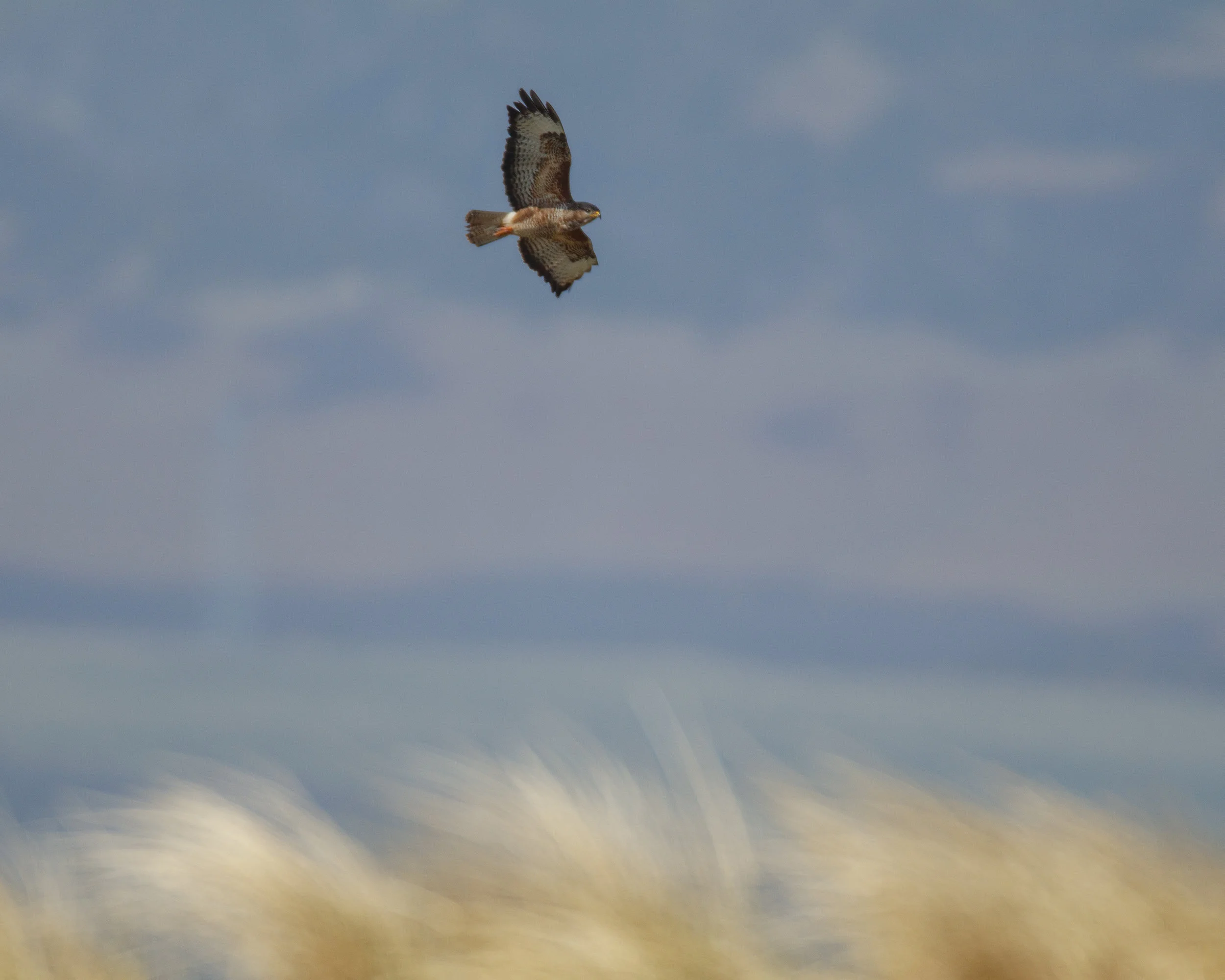 Buzzard Hovering on the Wind at Coul Farm