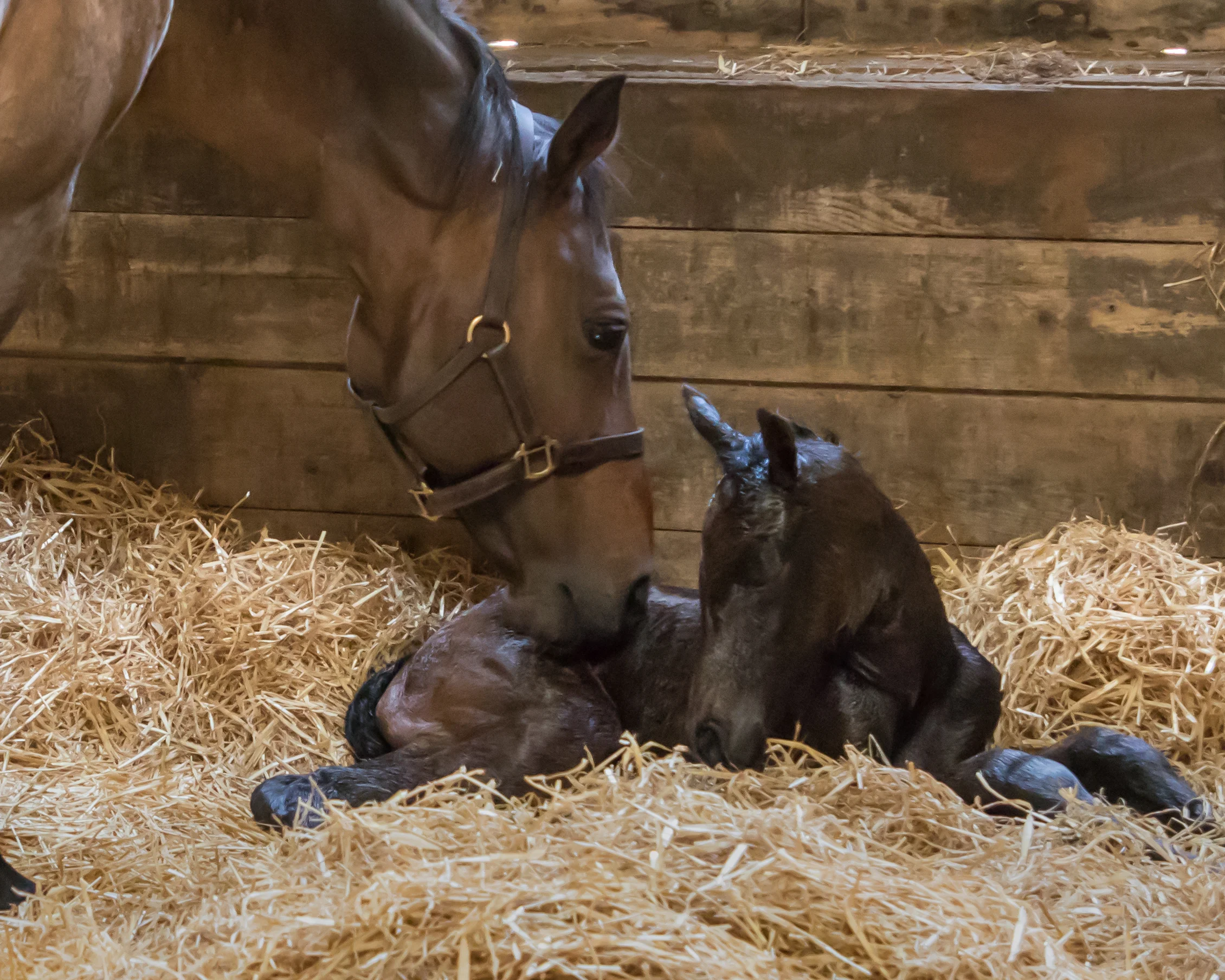 Lark_Falcon 30 min old-5185.jpg