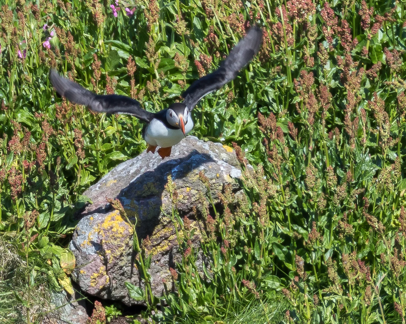 Puffin-5518.jpg