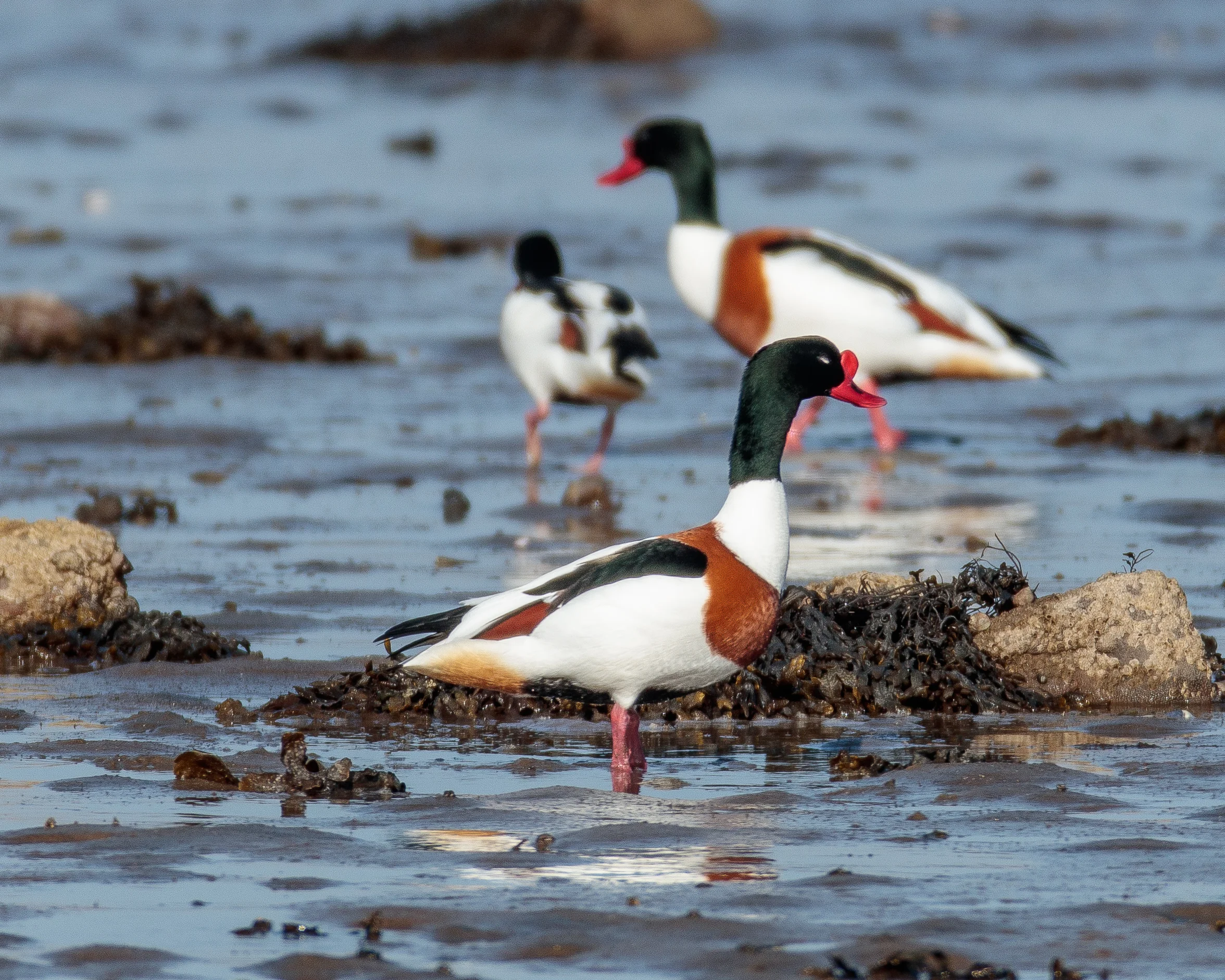 Shelducks