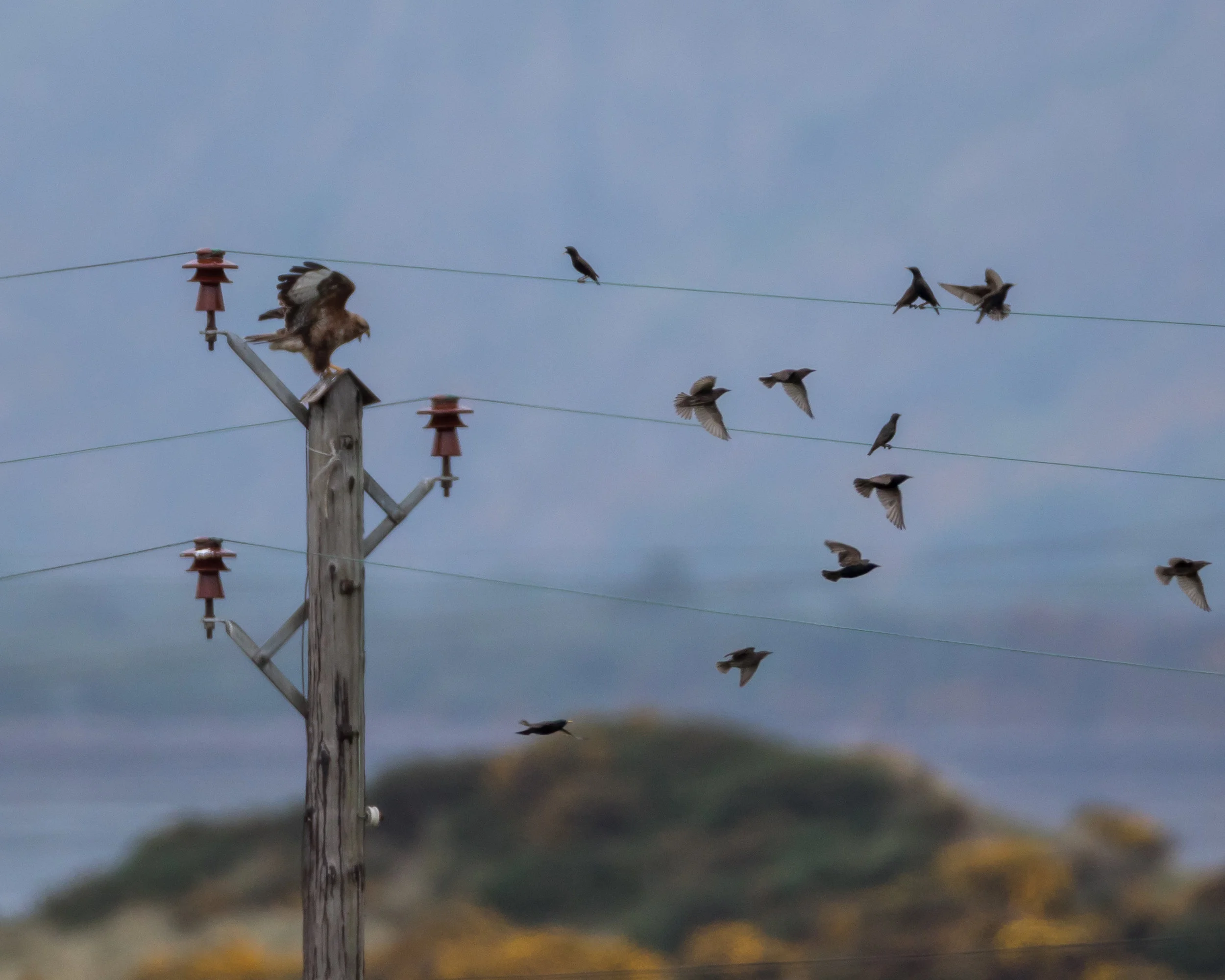 Scattering Starlings