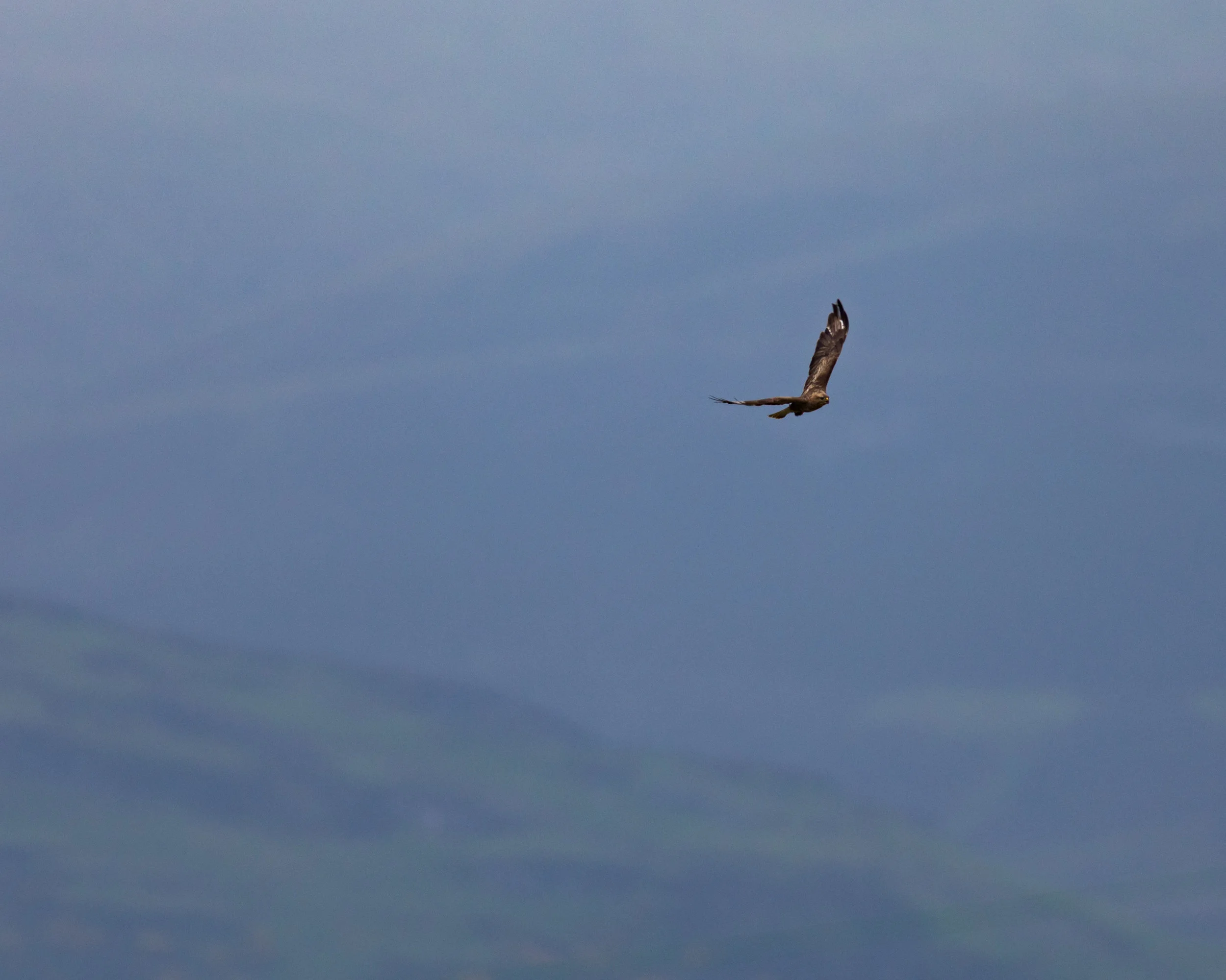 Buzzard Soaring