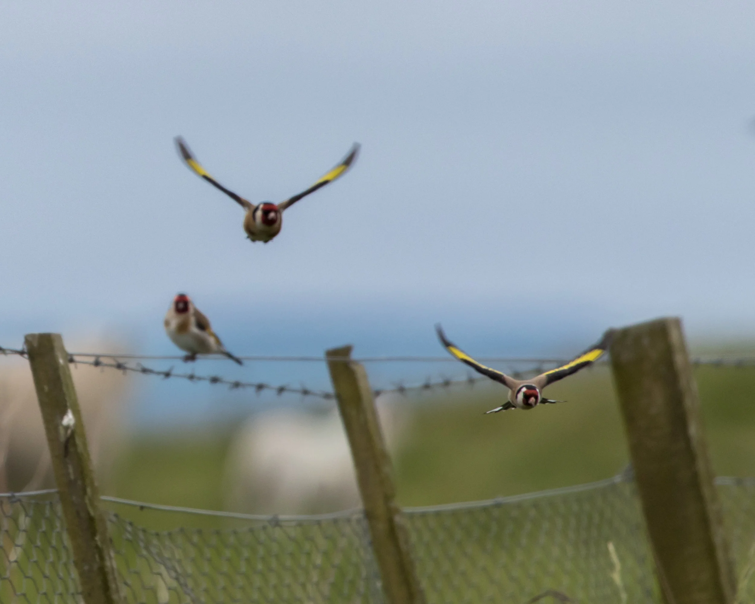 Goldfinches
