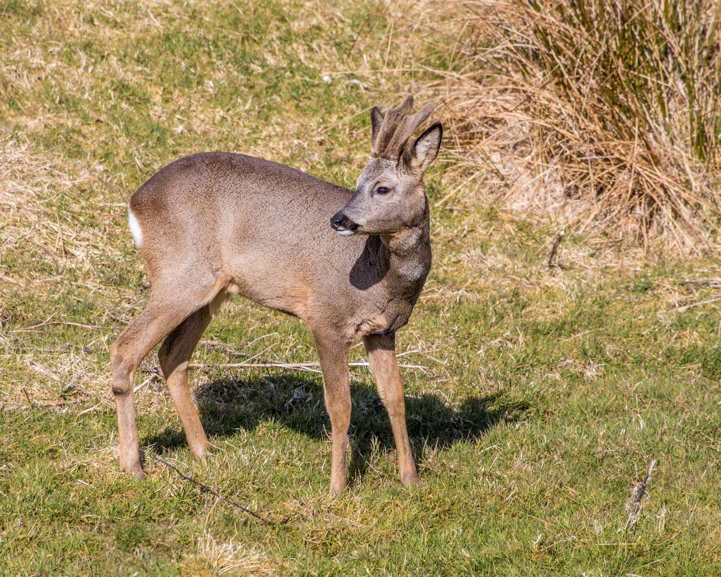 Roe Deer