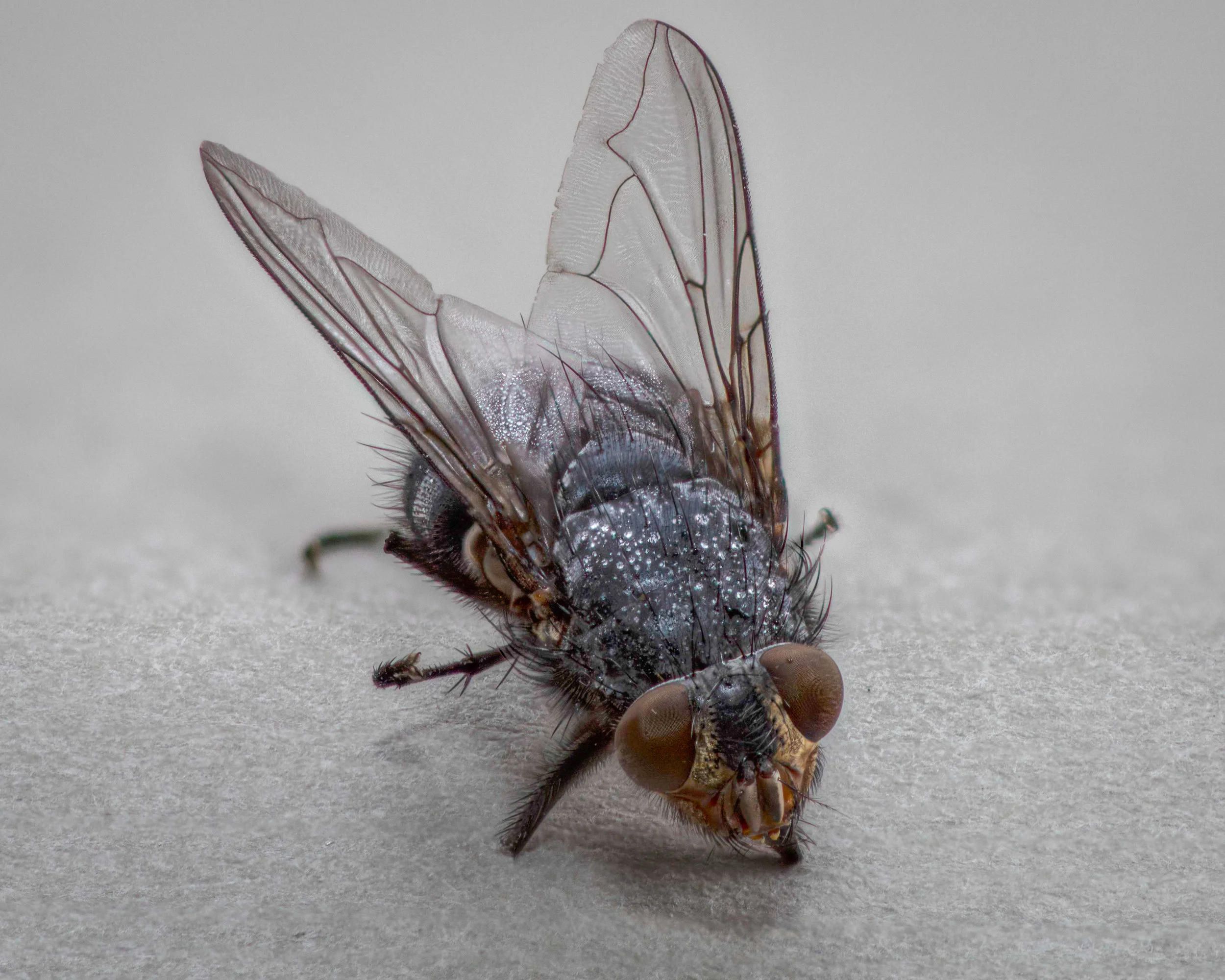 Blow Fly (Calliphora vomitoria)-04.jpg