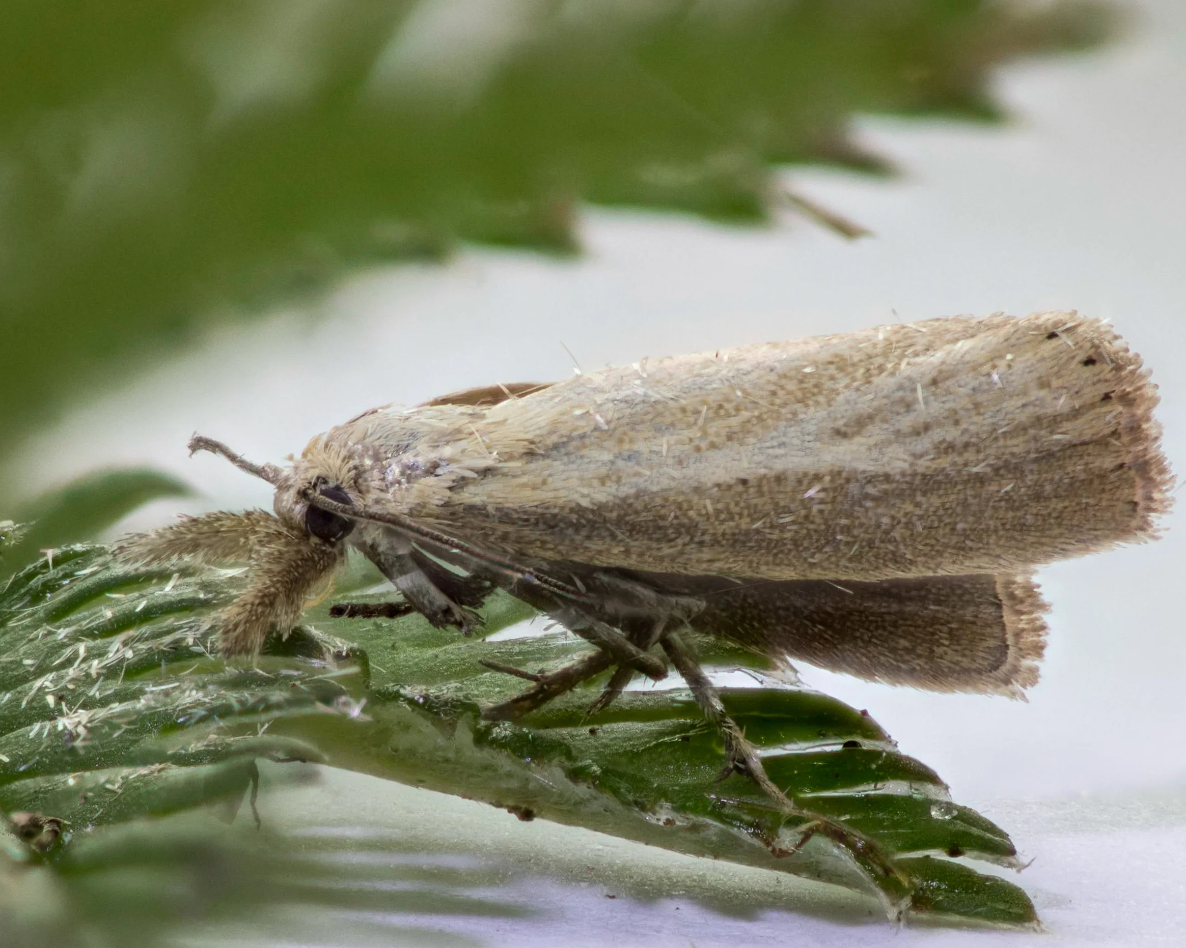 Day Moth-03.jpg