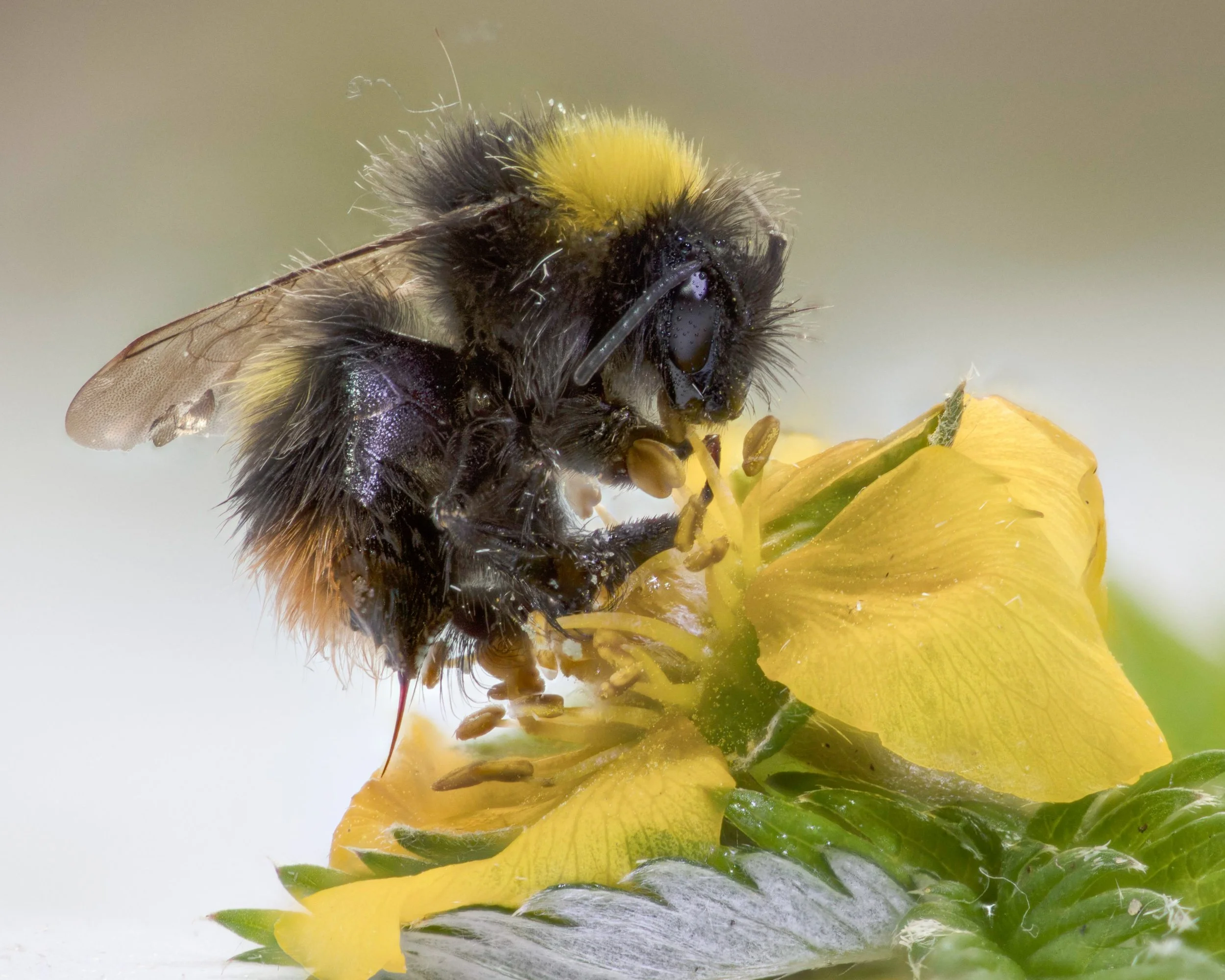 Bombus pratorum-42.jpg