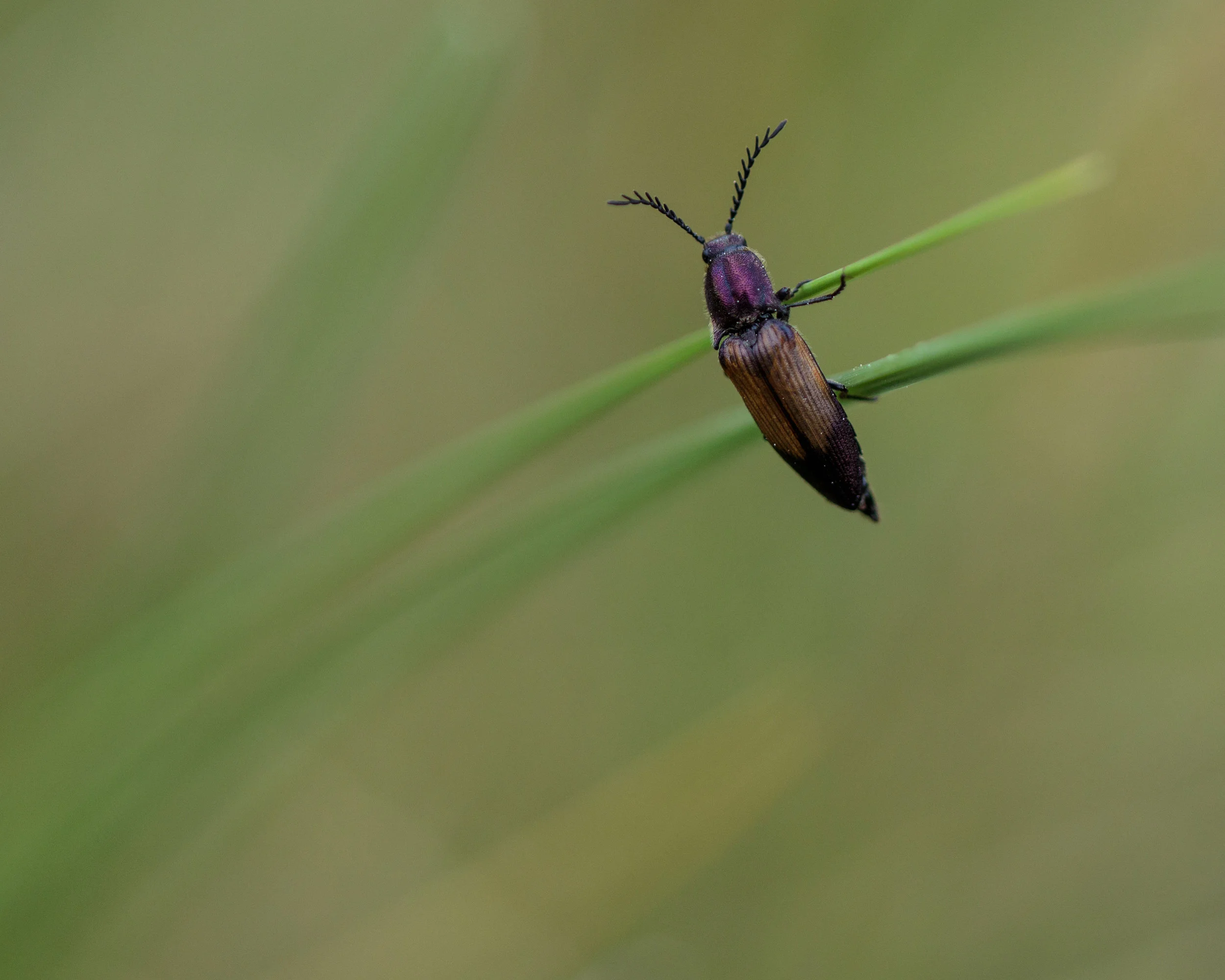 Beetle-6713.jpg