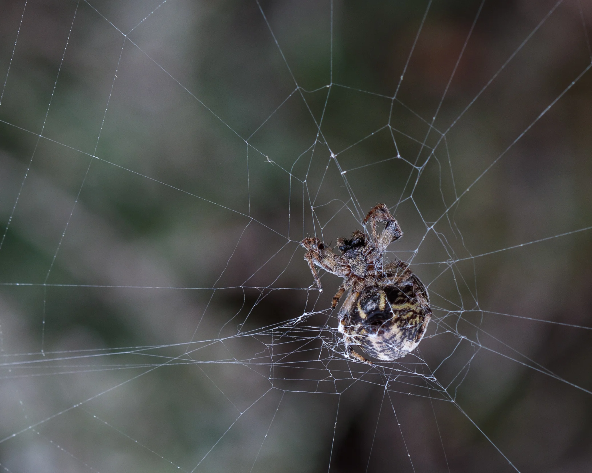 Spider and Web close-6719.jpg