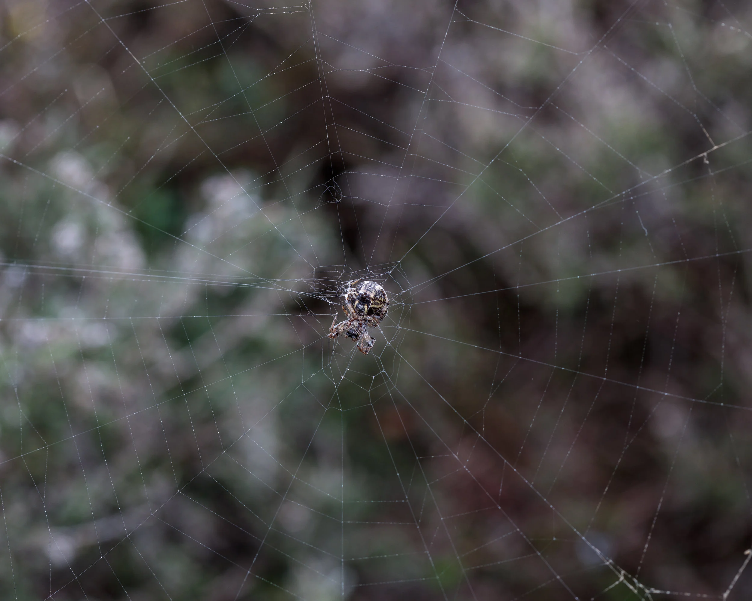 Lariniodes cornutus-6719.jpg