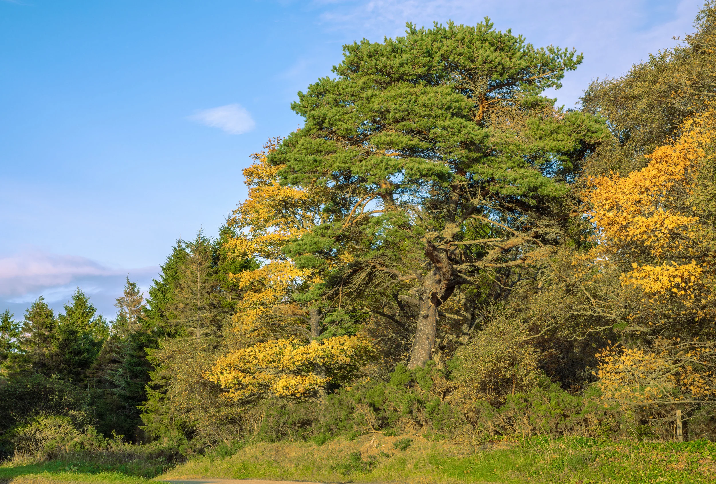 Autumn Colors-.jpg