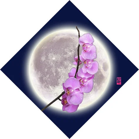 ORCHID MOON.jpg