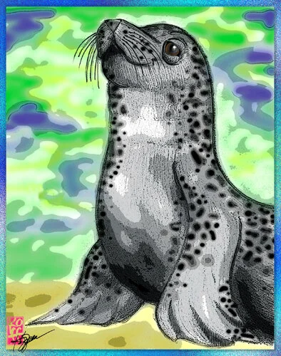 HARBOR SEAL.jpg