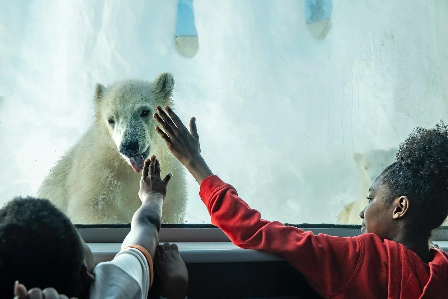 Polar bear cubs Kallik and Kallu, meaning Thunder and Lightning, spend their first day on display with their mother Crystal @thetoledozoo