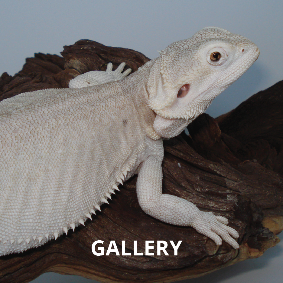 zero bearded dragon for sale canada